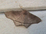 Miantochora fletcheri